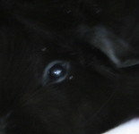 Guinea Pigs